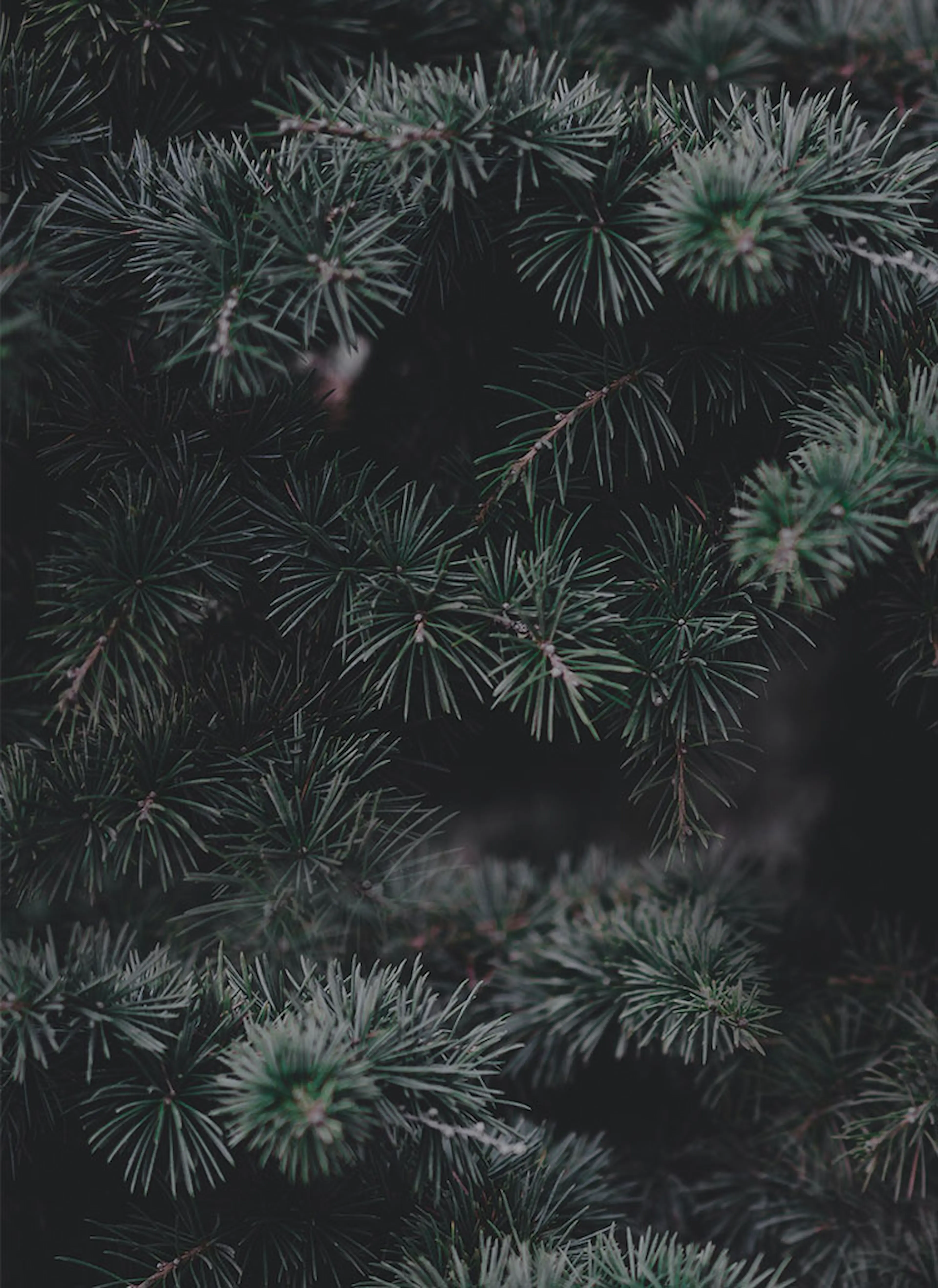 christmas_tree_mobile_750x1030