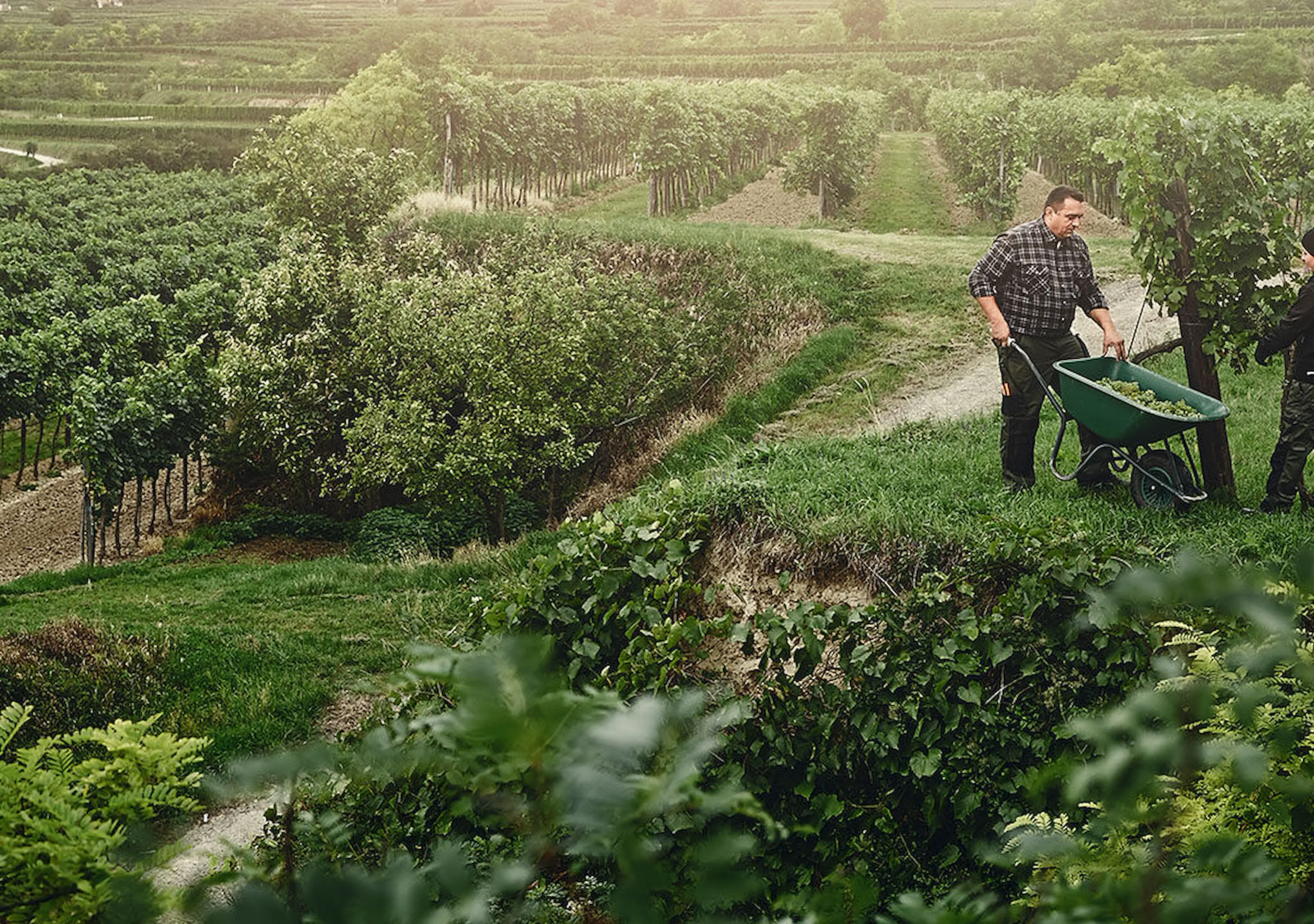 garden_3_1680x720-69e7250a3dcfc