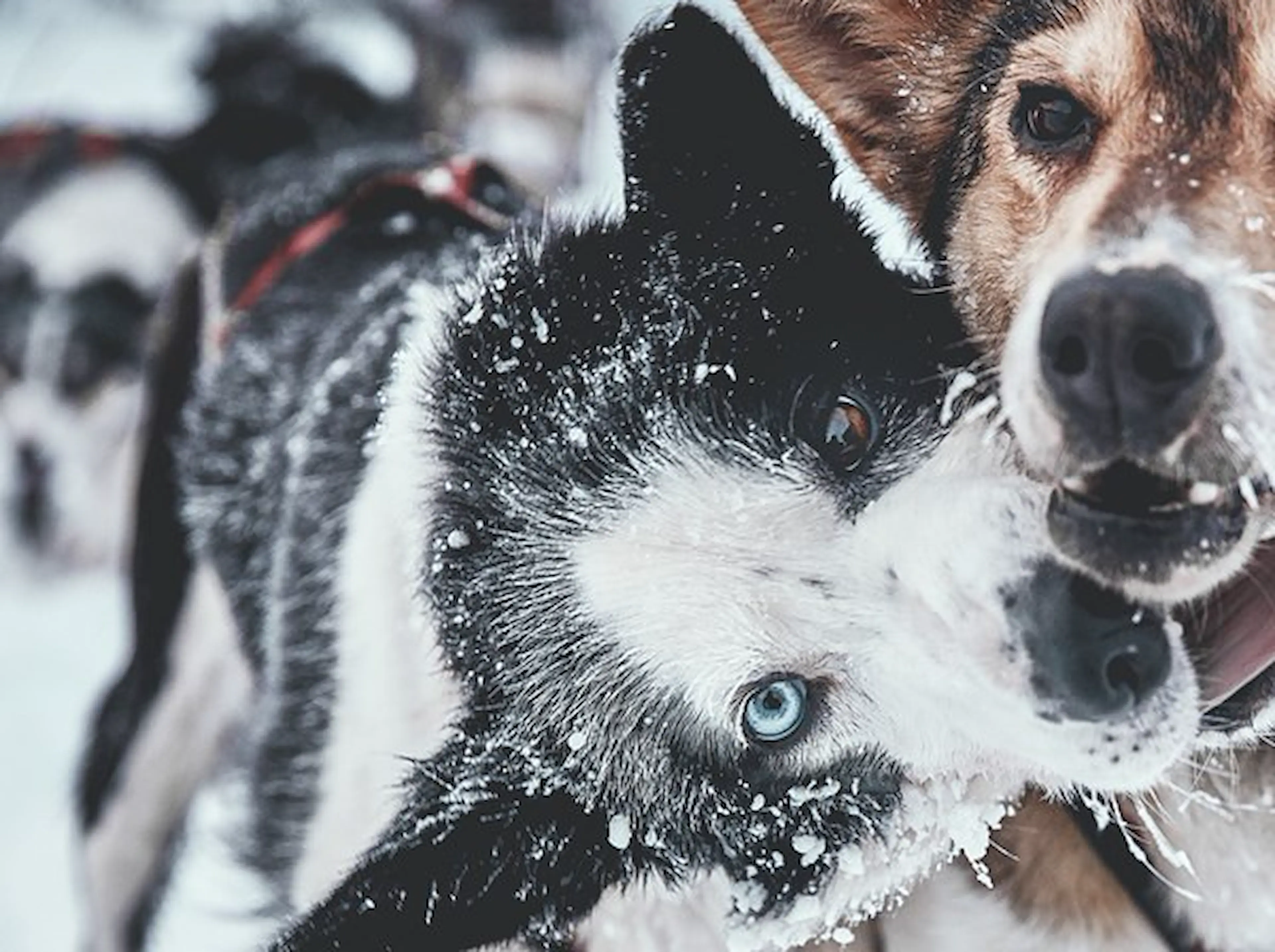 evolution_dogs_largespot